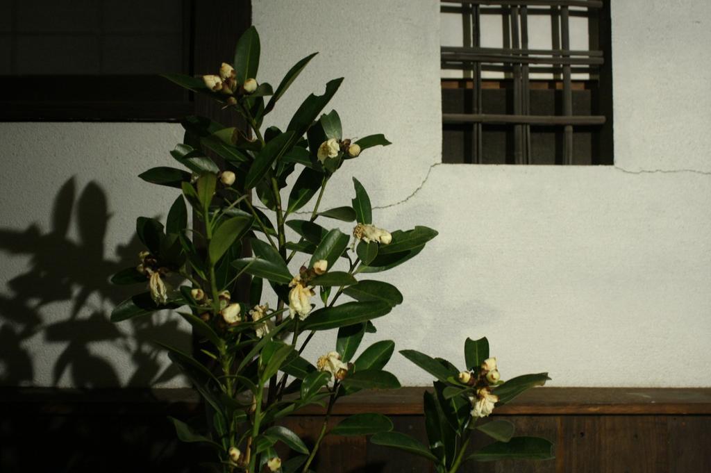 Osaka Guest House Drummer'S Dream Sakai  Ruang foto